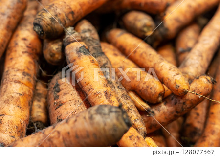 A bunch of fresh carrots is sitting on top of one another on a table A bunch of fresh carrots is sitting on top of one another on a table 128077367