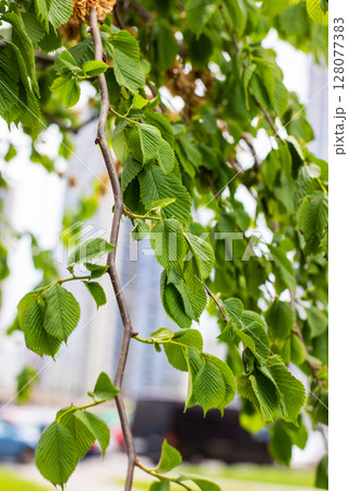 Close up of a tree branch with green leaves and a building behind 128077383
