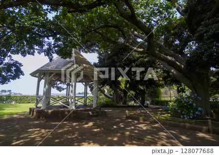 緑に囲まれた建物 128077688