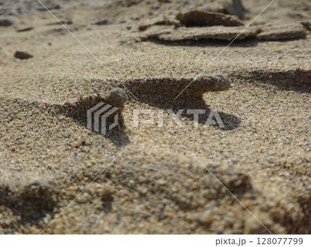 【鳥取】鳥取砂丘 砂柱のクローズアップ(鳥取市) 【鳥取】鳥取砂丘 砂柱のクローズアップ(鳥取市) 128077799