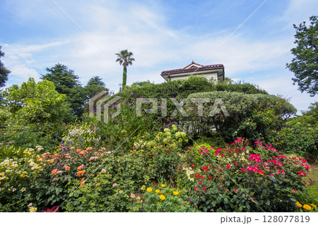 港のみえる丘公園の夏　 128077819