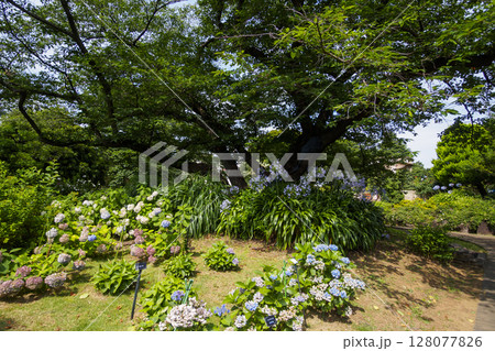 港のみえる丘公園の夏　 128077826