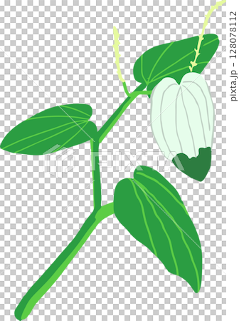 Illustration of bellflower 128078112