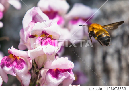 花粉を集めるハナバチ 128078286