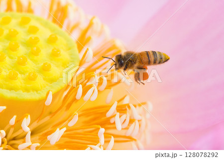 蓮の花にとまるミツバチ 蓮の花にとまるミツバチ 128078292