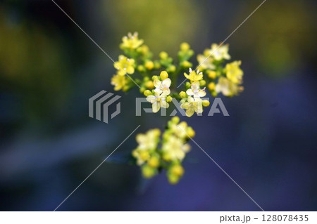 咲き始めたオミナエシの花 128078435