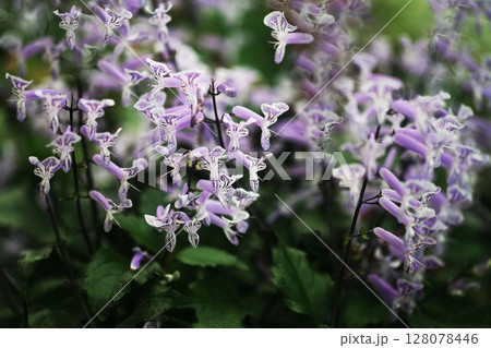 プレクトランサス　薄紫色の花 128078446