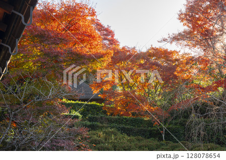秋の京都 金福寺 紅葉が美しい庭園から芭蕉庵が見える 秋の京都 金福寺 紅葉が美しい庭園から芭蕉庵が見える 128078654