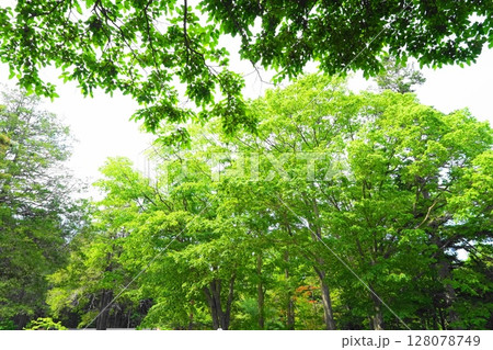 緑のある公園 緑のある公園 128078749