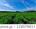 群馬県のこんにゃく畑 128078813