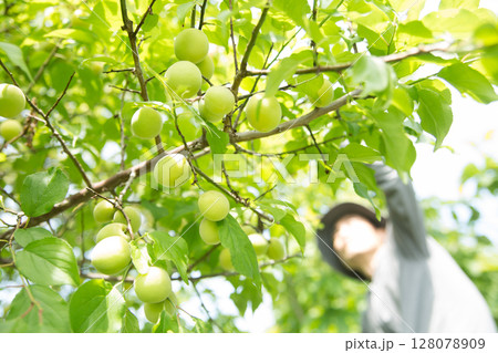 梅を収穫する農家 梅を収穫する農家 128078909