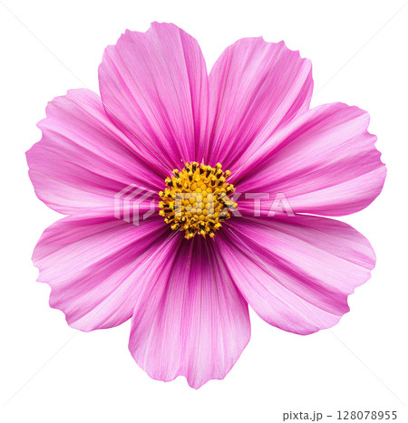 Pink Cosmos Flower Pink Cosmos Flower 128078955