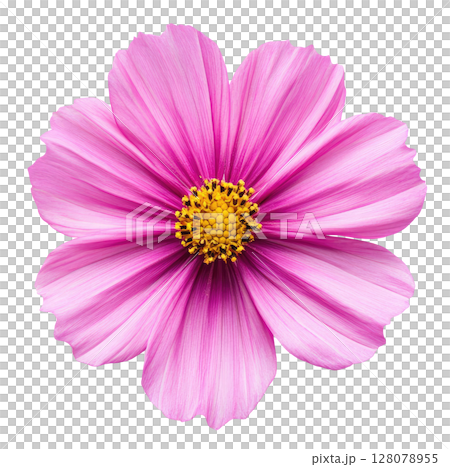 Pink Cosmos Flower Pink Cosmos Flower 128078955