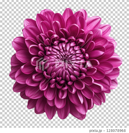 Purple Chrysanthemum Flower 128078968