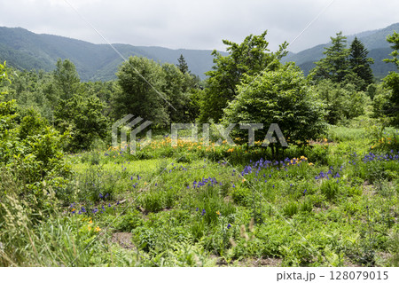 6月の乗鞍高原　ニッコウキスゲとアヤメ 128079015
