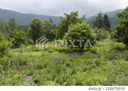 6月の乗鞍高原　ニッコウキスゲとアヤメ 128079016