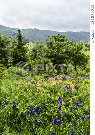 6月の乗鞍高原 ニッコウキスゲとアヤメ 6月の乗鞍高原 ニッコウキスゲとアヤメ 128079019