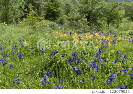 6月の乗鞍高原　ニッコウキスゲとアヤメ 128079020