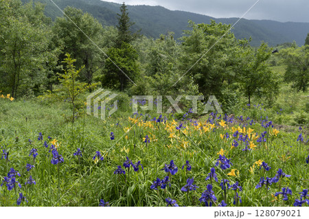 6月の乗鞍高原　ニッコウキスゲとアヤメ 128079021
