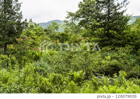 6月の乗鞍高原 6月の乗鞍高原 128079030