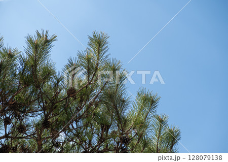 Pine tree branch with sky on the background Pine tree branch with sky on the background 128079138