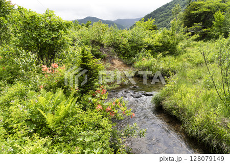 6月の乗鞍高原 128079149