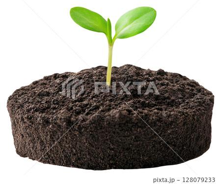 Sprout in the Ground 128079233