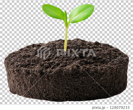 Sprout in the Ground 128079233