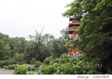 紫陽花の金剛寺 五重塔（兵庫県 三木市） 128079404