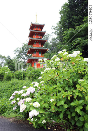 紫陽花の金剛寺 五重塔（兵庫県 三木市） 128079405