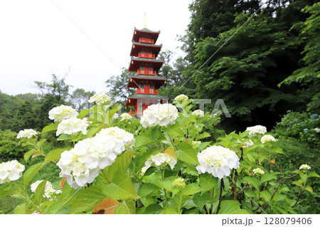 紫陽花の金剛寺 五重塔（兵庫県 三木市） 128079406