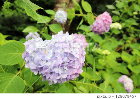 金剛寺の紫陽花(兵庫県 三木市) 金剛寺の紫陽花(兵庫県 三木市) 128079457
