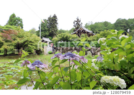 金剛寺の紫陽花(兵庫県 三木市) 金剛寺の紫陽花(兵庫県 三木市) 128079459