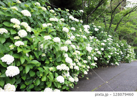 金剛寺の紫陽花（兵庫県 三木市） 128079460