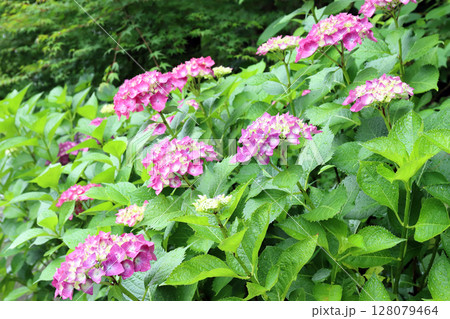 金剛寺の紫陽花(兵庫県 三木市) 金剛寺の紫陽花(兵庫県 三木市) 128079464