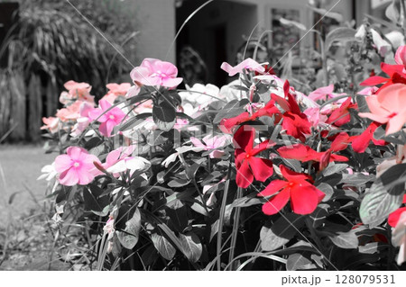 赤とピンクの花 128079531