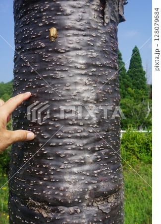 チリマツ（別名：モンキーパズル）の木肌 128079684