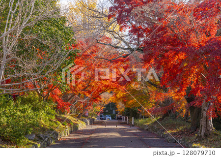 秋の京都　鷺森神社　圧巻の紅葉のトンネル 128079710