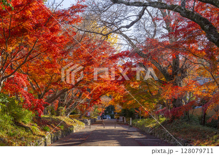 秋の京都 紅葉に包まれた鷺森神社参道 秋の京都 紅葉に包まれた鷺森神社参道 128079711