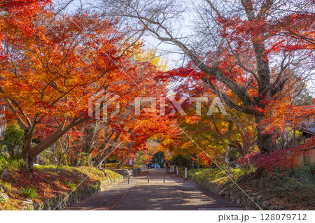 秋の京都　紅葉に包まれた鷺森神社参道 128079712