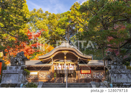 秋の京都 紅葉に包まれた鷺森神社本殿 秋の京都 紅葉に包まれた鷺森神社本殿 128079718