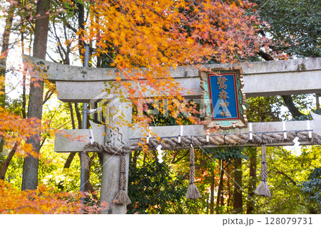 秋の京都 鷺森神社 紅葉に包まれた北鳥居 秋の京都 鷺森神社 紅葉に包まれた北鳥居 128079731