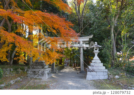 秋の京都 鷺森神社 紅葉に包まれた北鳥居 秋の京都 鷺森神社 紅葉に包まれた北鳥居 128079732