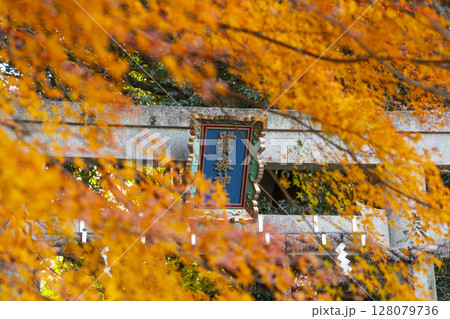 秋の京都 鷺森神社 紅葉に包まれた北鳥居 秋の京都 鷺森神社 紅葉に包まれた北鳥居 128079736