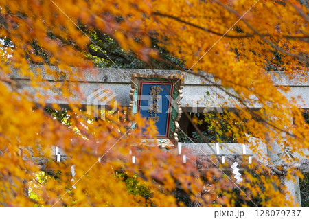 秋の京都　鷺森神社　紅葉に包まれた北鳥居 128079737