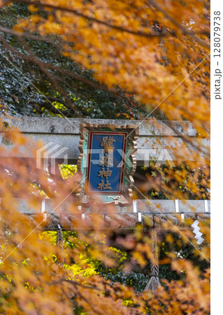 秋の京都　鷺森神社　紅葉に包まれた北鳥居 128079738