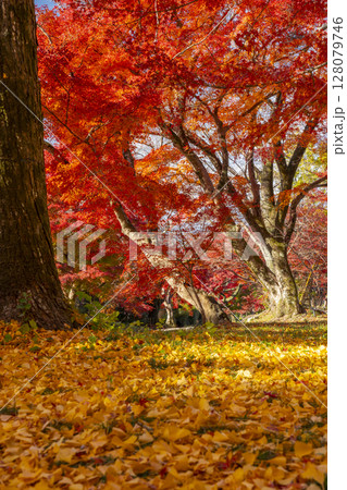 秋の京都　鷺森神社　一面に広がるイチョウの落葉と真っ赤な紅葉のトンネル 128079746