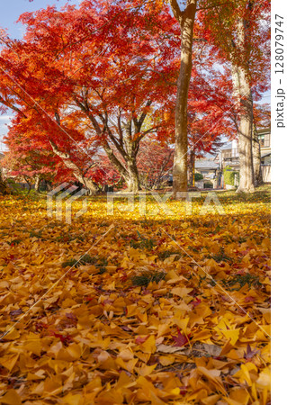 秋の京都 鷺森神社 一面に広がるイチョウの落葉と真っ赤な紅葉のトンネル 秋の京都 鷺森神社 一面に広がるイチョウの落葉と真っ赤な紅葉のトンネル 128079747