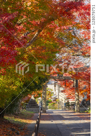 秋の京都　鷺森神社　圧巻の紅葉のトンネル 128079751