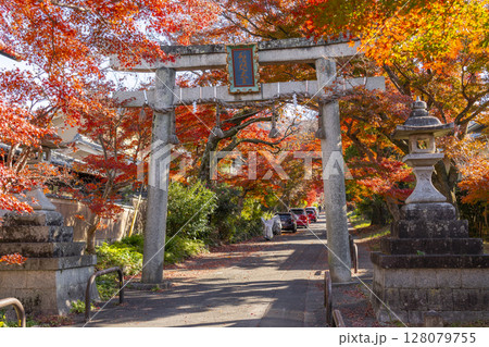 秋の京都 鷺森神社 圧巻の紅葉のトンネル 秋の京都 鷺森神社 圧巻の紅葉のトンネル 128079755
